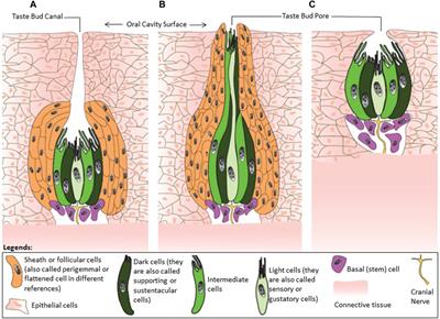 The avian taste system